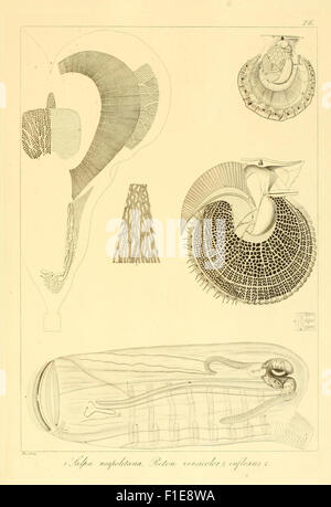 Cette illustration est tirée d'un travail historique sur les invertébrés de la Sicile du Citerior (aujourd'hui partie de l'Italie). Il détaille l'anatomie de diverses espèces d'invertébrés présentes dans la région, contribuant ainsi à l'étude de la faune de la région. Banque D'Images
