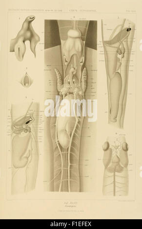 Ce travail fournit des illustrations et des descriptions détaillées des céphalopodes, une classe de mollusques qui comprend des poulpes, des calmars et des seiches. Il est associé à l'expédition de Valdivia (1898-1899) qui a exploré la vie marine dans le Pacifique Sud et d'autres régions. Banque D'Images