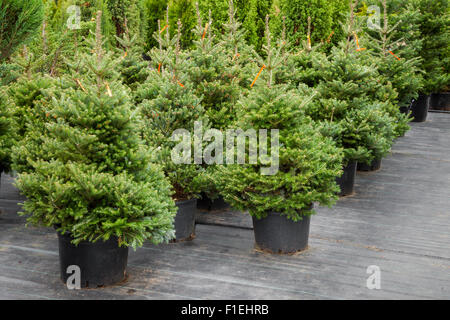 Les arbres de Noël dans des pots à vendre Banque D'Images