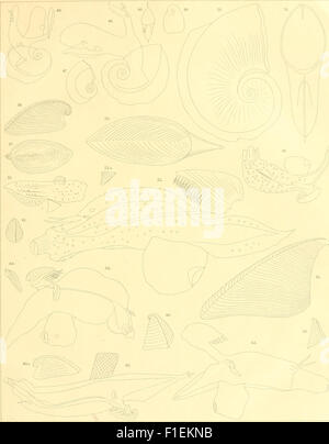 *Die Heteropoden der Siboga-Expedition* (1906) est un travail scientifique documentant les découvertes de l’expédition Siboga, en se concentrant spécifiquement sur les hétéropodes, un type de mollusque marin. Le livre contribue à la recherche malacologique, détaillant les nouvelles espèces découvertes au cours de l'expédition. Banque D'Images