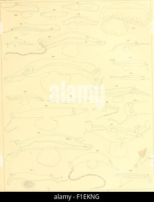 « Die Heteropoden der Siboga-Expedition » (1906) se concentre sur l'étude des hétéropodes (un type de mollusque marin) recueillis au cours de l'expédition Siboga, fournissant des illustrations détaillées et des classifications de diverses espèces. Banque D'Images