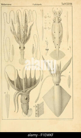 'Die Klassen und Ordnungen des thier-Reichs' est un travail zoologique qui organise les animaux selon leur classification. Ce volume comprend des études détaillées sur les céphalopodes, une classe de mollusques, avec des illustrations et des descriptions. Banque D'Images