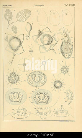 Ce travail illustre les différentes classes et ordres au sein du règne animal, en se concentrant sur les céphalopodes, une classe de mollusques qui comprend des pieuvres et des calmars. Il présente un aperçu scientifique de leur classification et de leurs caractéristiques, offrant des informations précieuses sur les invertébrés marins. Banque D'Images