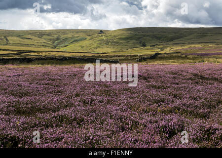 Un tapis d'Heather sur les maures, Bronte avec Top Withins, réputé pour Wuthering Heights, à l'horizon Banque D'Images