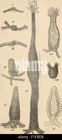 Die pilze dans morphologischer, physiologischer, biologischer und systematischer beziehung (1890) Banque D'Images