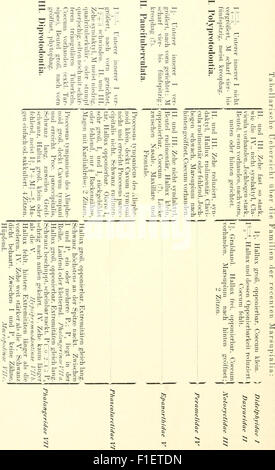 Die säugetiere. Einführung in die pot und Systematik der fossilen und recenten Mammalia (1904)