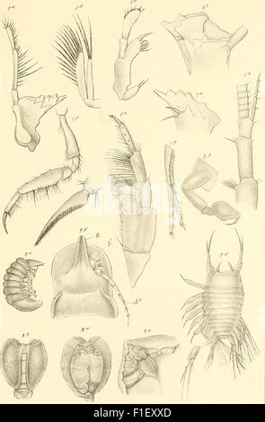 Die Zweite Deutsche Nordpolarfahrt in den Jahren 1869 und 1870, unter Führung des Kapitän Karl Koldewey (1873) Banque D'Images