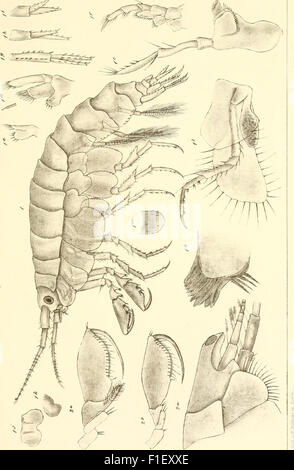 Die Zweite Deutsche Nordpolarfahrt in den Jahren 1869 und 1870, unter Führung des Kapitän Karl Koldewey (1873) Banque D'Images