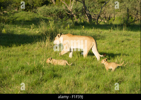 Lioness (Panthera leo) et deux jeunes oursons marcher sur l'herbe Banque D'Images