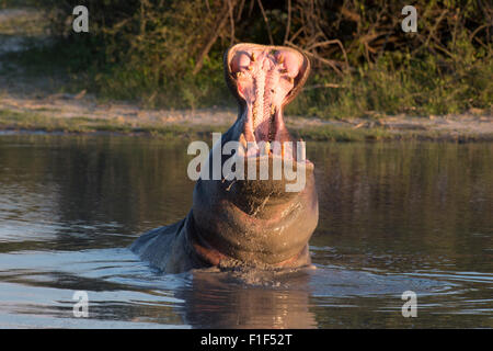Hippopotamus amphibius hippopotame dans l'eau, violer Banque D'Images
