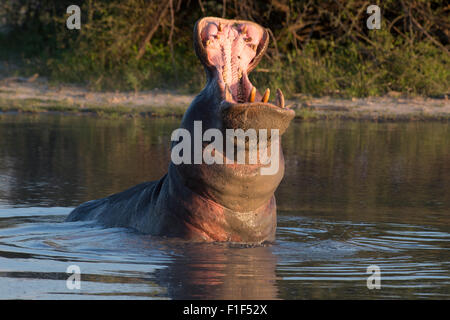 Hippopotamus amphibius hippopotame dans l'eau, violer Banque D'Images