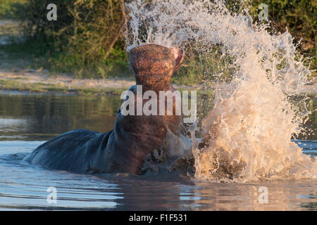 Hippopotamus amphibius hippopotame dans l'eau, violer Banque D'Images