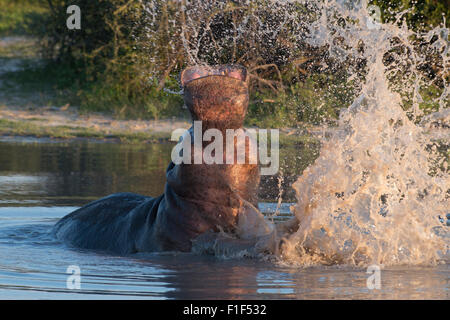 Hippopotamus amphibius hippopotame dans l'eau, violer Banque D'Images