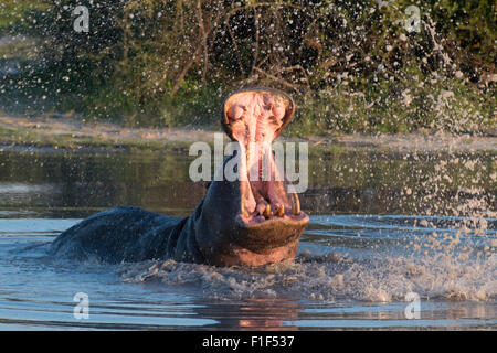 Hippopotamus amphibius hippopotame dans l'eau, violer Banque D'Images