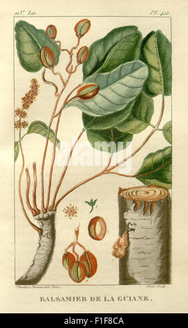 'Flore médicale des Antilles' se concentre sur les plantes médicinales des Antilles, détaillant leur utilisation en médecine locale. Il fournit un guide complet des espèces végétales qui ont été historiquement utilisées à des fins thérapeutiques dans la région des Caraïbes. Banque D'Images