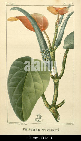 *Flore médicale des Antilles* se concentre sur les plantes médicinales des Antilles, documentant leurs utilisations en médecine naturelle et fournissant des illustrations botaniques de ces espèces importantes. Banque D'Images