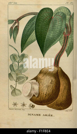 'Flore médicale des Antilles' est un travail botanique axé sur les plantes médicinales trouvées dans les Antilles. Il comprend des descriptions détaillées et des utilisations des plantes locales en médecine et dans la vie quotidienne au XIXe siècle. Banque D'Images