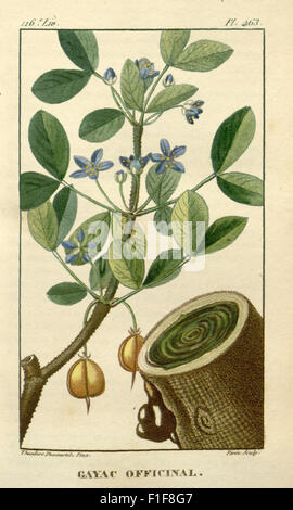 *Flore médicale des Antilles* propose une étude détaillée des plantes médicinales trouvées aux Antilles, mettant en évidence leurs usages en médecine traditionnelle et leurs propriétés biologiques. Banque D'Images