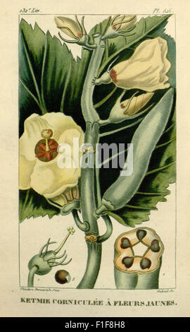 'Flore médicale des Antilles' se concentre sur les plantes médicinales des Caraïbes. Le travail documente les plantes couramment utilisées à des fins médicinales, avec des illustrations et des descriptions détaillées. Banque D'Images