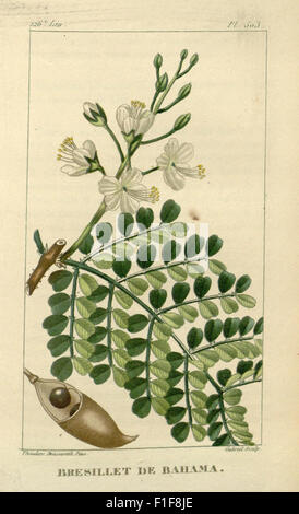 'Flore médicale des Antilles' se concentre sur les plantes médicinales des Antilles. Le travail comprend des illustrations détaillées et des descriptions de diverses plantes utilisées en médecine traditionnelle, basées sur des études tenues par le jardin botanique du Missouri. Banque D'Images