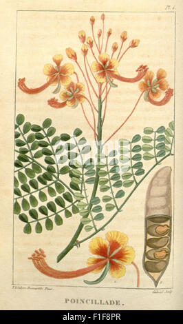 'Flore médicale des Antilles' se concentre sur les plantes médicinales des Antilles, détaillant leurs utilisations en médecine traditionnelle avec des illustrations botaniques de chaque espèce. Banque D'Images