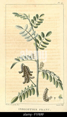 'Flore médicale des Antilles' se concentre sur les plantes médicinales des Antilles, fournissant des descriptions de leurs utilisations et propriétés. Ce travail est une ressource importante pour l'étude de la flore caribéenne et de la médecine traditionnelle. Banque D'Images