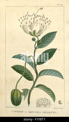 Un ouvrage botanique axé sur les plantes médicinales des Antilles, fournissant des descriptions détaillées et les utilisations des plantes couramment utilisées à des fins médicinales dans la région. Cela constitue une ressource précieuse pour les études botaniques et médicinales. Banque D'Images