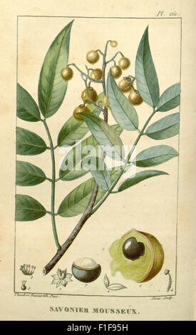 Un guide complet sur les plantes médicinales des Caraïbes, fournissant des descriptions détaillées et les utilisations des plantes trouvées dans les Antilles, avec des illustrations pour l'identification. Banque D'Images