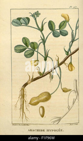 'Flore médicale des Antilles' se concentre sur les plantes médicinales des Antilles, illustrant les plantes couramment utilisées à des fins médicinales. Le travail met en lumière la flore de la région et leurs usages en médecine traditionnelle. Banque D'Images