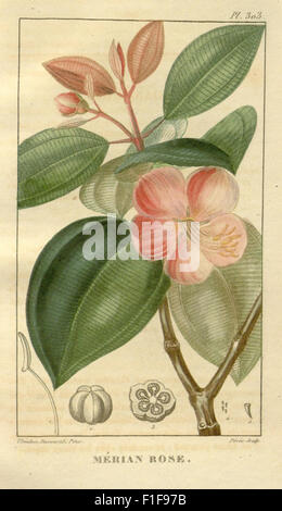 Ce travail fournit une étude détaillée des plantes médicinales originaires des Antilles, discutant de leurs utilisations en médecine traditionnelle et de leurs propriétés botaniques. Banque D'Images