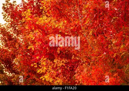 Red Fall Trees Closeup. Fall Foliage. Banque D'Images