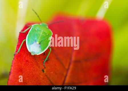 Green Stink Bug dans la macro photographie. Green Stink Bug ( Chinavia Hilaris ) ou Bug sur le Soldat vert feuille rouge. Banque D'Images