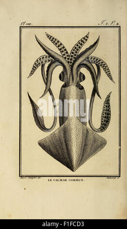 Histoire naturelle, générale et particulière des mollusques Banque D'Images
