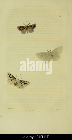 'Illustrations of British Entomology' présente des représentations détaillées d'insectes trouvés en Grande-Bretagne. Le travail est une ressource importante en entomologie, offrant des illustrations et des descriptions de diverses espèces d'insectes, contribuant à l'étude de l'entomofaune britannique. Il est conservé dans la collection des bibliothèques Smithsonian. Banque D'Images