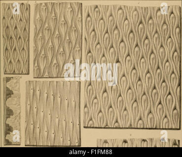 Lethaea rossica, UO, Paléontologie de la Russie (1852) Banque D'Images