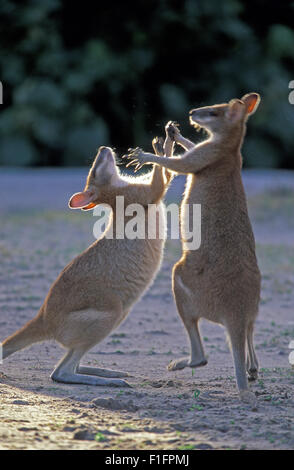 BOXE AGILE WALLABIES (MACROPUS AGILIS), STRADBROKE ISLAND, MORETON BAY, CÔTE D'OR DU QUEENSLAND, AUSTRALIE. Banque D'Images