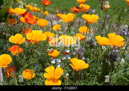 Gelbe Islandmohnblüten à Mutters Garten / fleurs jaune d'Islande coquelicots dans le jardin des mères Banque D'Images