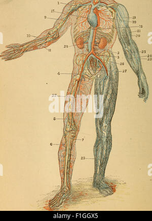 *The Human Body* (1884) sert de manuel d'introduction à l'anatomie humaine, à la physiologie et à l'hygiène. Il explique la structure et la fonction du corps humain et comprend des conseils pratiques sur le maintien de la santé. Banque D'Images