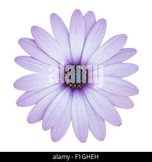 Blue ostéospermum daisy flower isolated on white with clipping path Banque D'Images