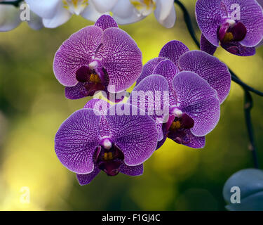 La branche d'orchidées dans le jardin Banque D'Images