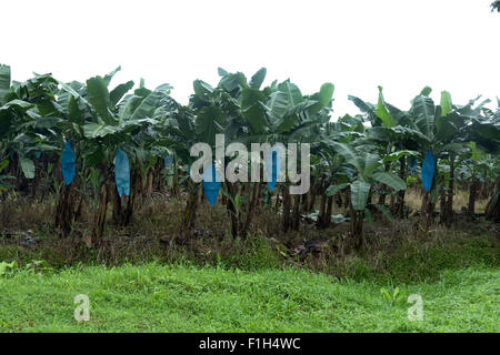 L'agriculture, domaine, la culture, l'agriculture. Plantation de bananes au Costa Rica avec des arbres, des fruits pour l'exportation, le marché mondial Banque D'Images