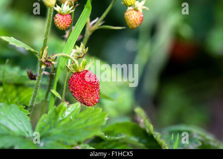 Fraisier sauvage avec des feuilles vertes et de fruits rouges mûrs Banque D'Images