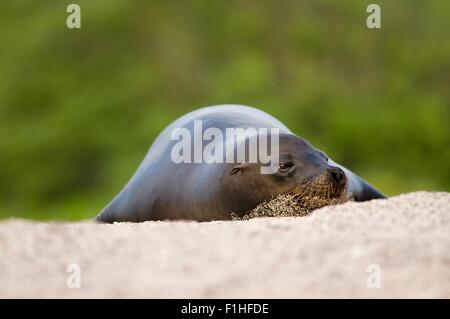 Au repos, Sealion, îles Galapagos, Equateur Banque D'Images