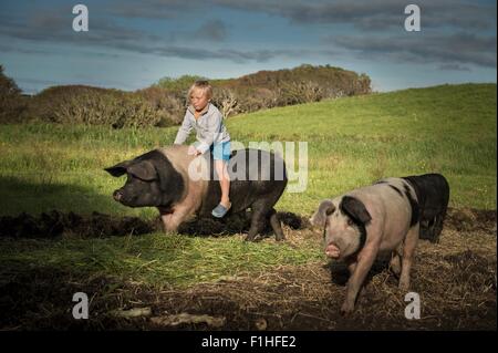 Young boy riding grand pig on hillside Banque D'Images