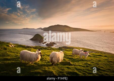 Des moutons paissant sur colline, îles Blasket, comté de Kerry, Irlande Banque D'Images