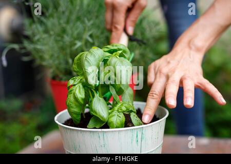 Portrait de mains en plantpot basilic plantation Banque D'Images