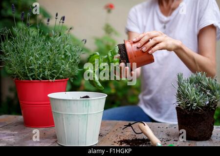 Mid section of mid adult woman plantes en pot Banque D'Images