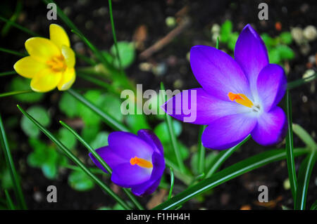 Gorgeous blooming crocus jaune et violet Banque D'Images