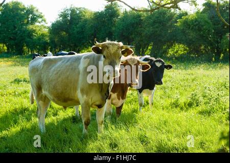 Portrait de trois vaches in grassy field Banque D'Images