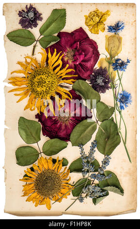 Fleurs séchées sur les feuilles de papier de fond. Roses, lavande, tournesol, bleuet. Vintage photo aux tons de couleur Banque D'Images